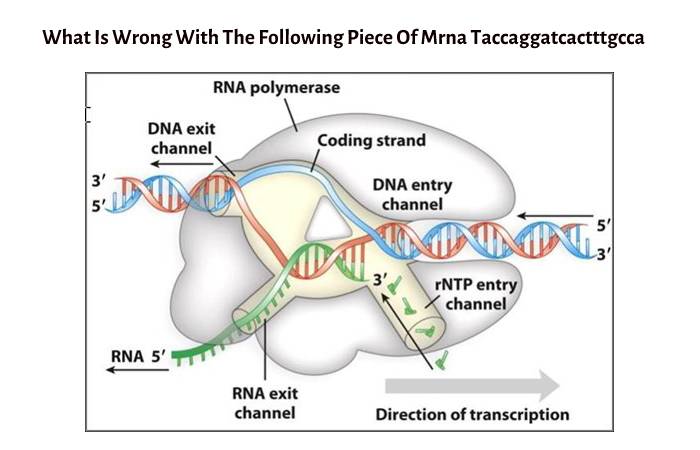 What Is Wrong With The Following Piece Of Mrna Taccaggatcactttgcca