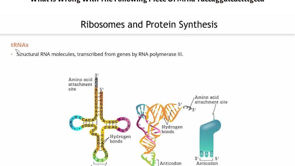 What Is Wrong With The Following Piece Of Mrna Taccaggatcactttgcca