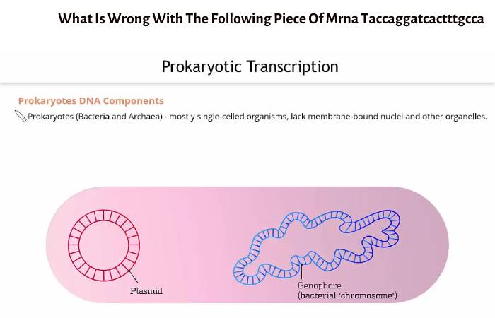 What Is Wrong With The Following Piece Of Mrna Taccaggatcactttgcca