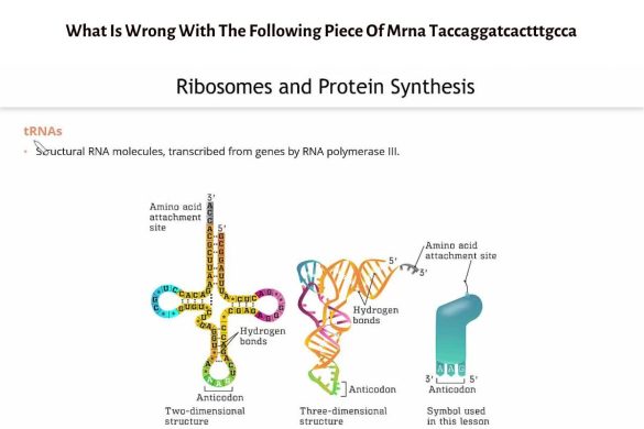 What Is Wrong With The Following Piece Of Mrna Taccaggatcactttgcca