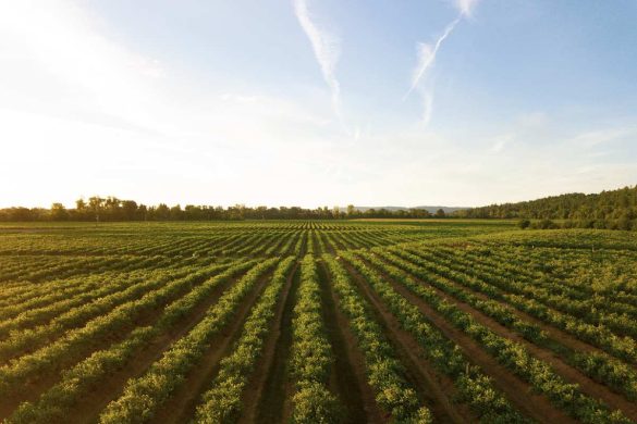 Organic Entrepreneurship: Essential Steps for Success in the US Farming Landscape